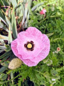 Here is a pretty pink poppy. Poppies are an attractive, easy to grow flower in both annual and perennial varieties. They require very little care, whether they are sown from seed or planted when young – they just need full sun and well-drained soil.