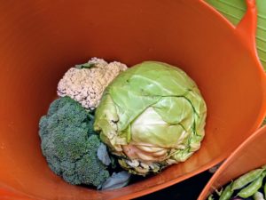In this bucket - a white variety of cauliflower – beautiful, and so, so healthy. There's also a head of broccoli, which is high in vitamins A and D, and a big head of green cabbage.