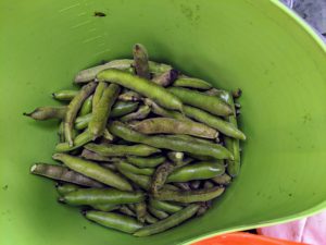 Vicia faba, also known as the broad bean or fava bean is an ancient member of the pea family. They have a nutty taste and buttery texture. I always grow lots of fava beans.