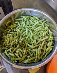 And look at all the peas. Our peas are so fresh and green, and picked just at the right time - when pods start to fatten, but before peas get too large.
