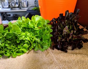 These lettuces look so pretty - my daughter and grandchildren will have many delicious salads.