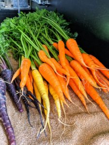 I always like to grow many varieties and colors of carrots. Most are familiar with the orange carrots, but they also come in red, yellow, white and purple.
