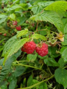 Botanically, the raspberry is a shrub belonging to the Rosaceae family, in the genus Rubus.