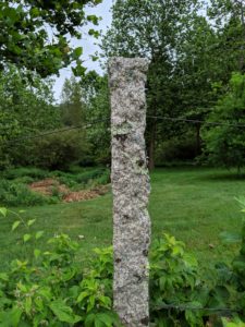 Most raspberry plants need additional support to grow properly. I use these granite posts at the end of each row, and stretch strong gauge wire in between them to hold up the plants. These antique posts are from China. They were originally used to support grape vines.