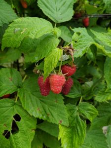 Raspberries need full sun for the best berry production. They should be planted in rich, slightly acidic, well-drained soil that has been generously supplemented with compost and well-rotted manure. I am very fortunate to have such excellent soil here at the farm.