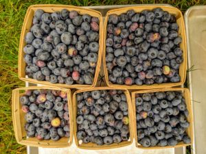 Here is one tray of boxes brimming with delicious sweet blueberries. I can't wait to share them with my grandchildren, Jude and Truman - they love blueberries.
