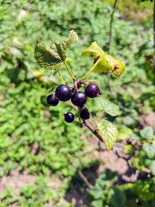 Black currant, Ribes nigrum, is a woody shrub grown for its piquant berries. You can’t miss them in the garden- they are very aromatic.