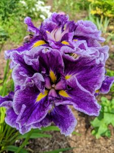 The Japanese iris, Iris ensata, is an easy-to-care-for flower that loves wet conditions. This flowering perennial is available in a range of colors, including shades of purple, blue and white, with attractive medium green foliage. Our irises have done so well this summer - I love this deep purple and yellow variety.
