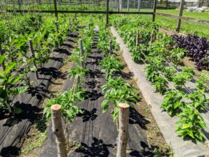 I am always interested in trying new ways to improve productivity in the gardens. This year, we've streamlined our process for staking the eggplants and peppers, and I think it looks fantastic.