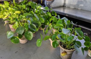 And in the greenhouse, these fun Chinese money plants, Pilea peperomioides, are set aside for our table centerpieces. These handsome plants always attract lots of attention.