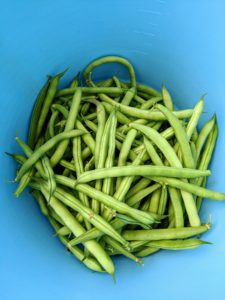 And of course, we harvested lots of young, sweet, crisp green beans.