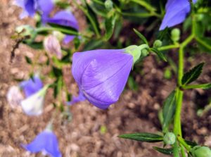 This is a balloon flower, Platycodon grandiflorus. Balloon flowers get their name from the unopened buds, which swell up prior to opening and resemble little hot-air balloons.