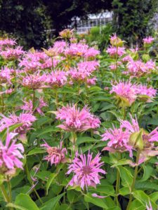 The bee balm plant is a North American native, thriving in woodland areas. Also known by its botanical name of Monarda, bee balm is very attractive to bees, butterflies, and hummingbirds. The bee balm flower has an open, daisy-like shape, with tubular petals in shades of red, pink, purple and white. Bee balm plants are perennial, so they will come back year after year.