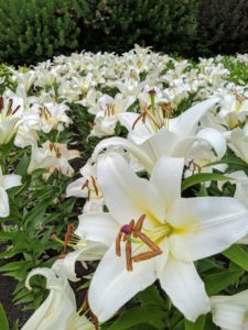 Look at all the stunning white lilies growing in the beds outside my main greenhouse. Some of you may recall, this area was previously home to my many currant bushes, which were moved to a field near my raspberries where there is more room for them to thrive.