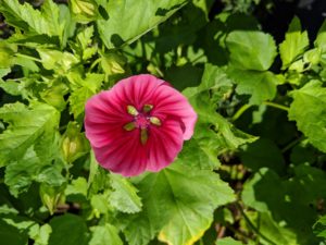 Easy to grow, vigorous and long flowering, Malope is another must-have cutting garden staple. This is Malope Trifida ‘Vulcan’. It has big trumpet-shaped silky flowers in red-magenta-pink with a stunning green star at the base of the flower.