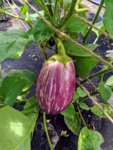 Here's another variety of eggplant - also ready for picking. Pick eggplants when they are young and tender. Picking a little early will encourage the plant to grow more, and will help to extend the growing season.