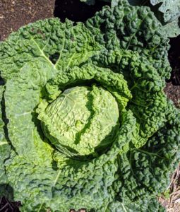 We picked this big head of cabbage. To get the best health benefits from cabbage, it’s good to include all three varieties into the diet – Savoy, red, and green. The leaves of the Savoy cabbage are more ruffled and a bit more yellowish in color.