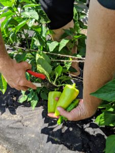 These peppers are ready too. Be careful when picking peppers - always keep the hot ones separated from the sweet ones, so there is no surprise in the kitchen. Sweet peppers, such as these sweet banana peppers, have a long shape that tapers down to one to three lobes at the bottom.