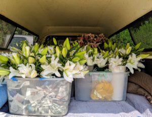 The extra space will be filled with coolers and other items to keep everything secure. I can't wait to make arrangements with these gorgeous blooms - I will be sure to share photos of them soon!