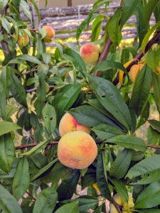 Look at these beautiful peaches. Some of the peach varieties in this orchard include ‘Garnet Beauty’, ‘Lars Anderson’, ‘Polly’, ‘Red Haven’, and ‘Reliance’.