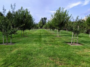 And this is a photo taken just yesterday - the trees are developing excellently. Look at how much they've grown. I am so pleased with how much fruit I see. A lot of the success is due to the nutrient-rich soil.