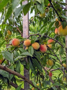 Peach trees thrive in an area where they can soak up the sunshine throughout the day. Peach trees prefer deep sandy well-drained soil that ranges from loam to clay loam.