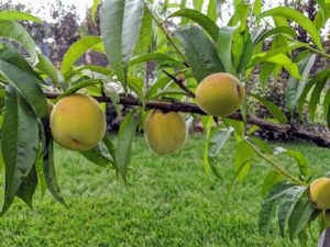 The exact time to pick peaches is determined by the cultivar, but generally, they are harvested from late June through August. Color is a great indicator of maturity. Peaches are ripe when the ground color of the fruit changes from green to completely yellow.