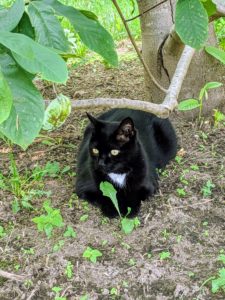 Blackie watches all the activity from a shady spot under a nearby pawpaw tree.