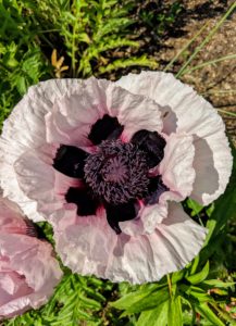 And here's another poppy with its silky light pink petals and its black center.