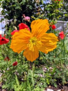 Moroccan poppies, modest, simple sun drop flowers that love sunny, dry weather.