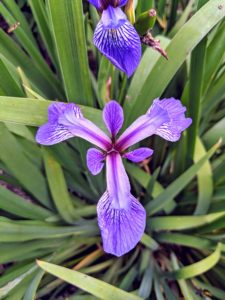 The Japanese iris, Iris ensata, is an easy-to-care-for flower that loves wet conditions. This flowering perennial is available in a range of colors, including shades of purple, blue and white, with attractive medium green foliage.