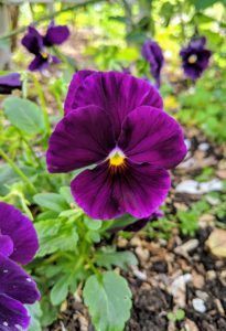 Everyone loves pansies. These short-lived perennials thrive in cool weather; summer heat or prolonged frost kills them, so they are usually grown as annual flowers.
