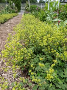 Lady’s mantle, Alchemilla vulgaris, grows along both sides of the main path of my cutting garden. It is a clumping perennial which typically forms a mound of long-stalked, circular, scallop-edge light green leaves, with tiny, star-shaped, chartreuse flowers.