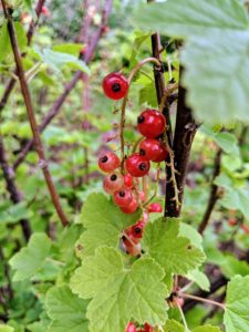 The fruits need to be picked quickly before they drop to the ground, or get snatched up by the birds. These currant bushes are very dependable and vigorous as growers.