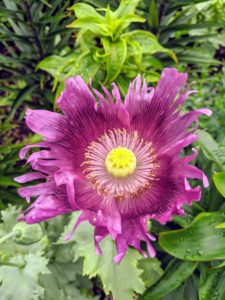 Here is another poppy with fringed leaves. The flowers are attractive to pollinators like honey bees, butterflies and hummingbirds. They usually grow to at least a foot tall and have one bloom per stem.