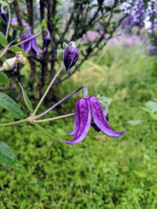 This is Clematis viticella, which has slightly fragrant, bell-shaped flowers that bloom from summer to fall.