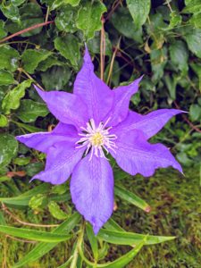 The roots of clematis should be kept shaded to keep them cool and moist. This can be done using low growing plants or with two to three inches of mulch around the base of the plant to help retain the soil moisture.