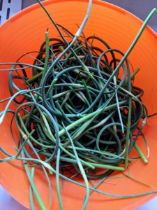 Garlic scapes are the flower buds of the garlic plants. They’re ready about a month before the actual garlic bulbs. Scapes are delicious and can be used just like garlic.