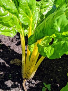 Here is Swiss chard with its bright yellow stalks. The Swiss chard harvest typically begins in the late summer and lasts into the fall.
