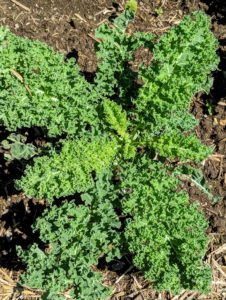 This is green kale. Kale is loaded with powerful antioxidants, such as quercetin and kaempferol. It is also an excellent source of vitamin-C.