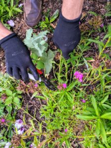 Deadheading dianthus allows the plants to direct their energy into growing more blossoms and denser foliage instead of producing seeds. Here, Ryan cuts the faded flower stem back to the base, just above the nearest set of leaves.