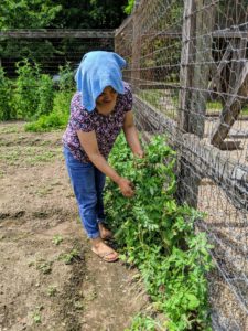 We planted many peas along the garden fence – shelling peas, which need to be removed from their pods before eating, and edible pods, which can be eaten whole, such as snap peas.