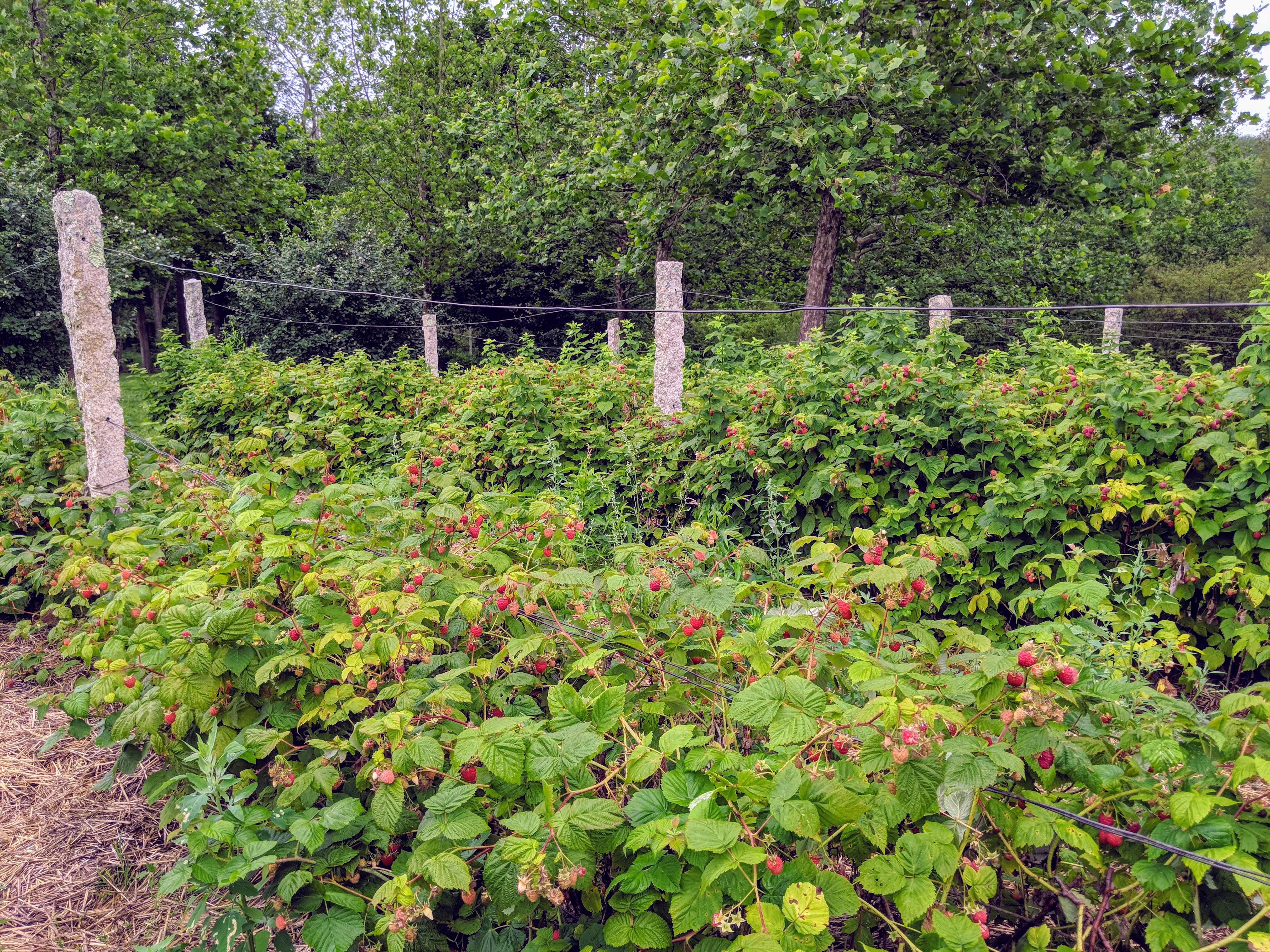 The Raspberries are Ready for Picking - The Martha Stewart Blog