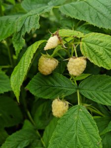 Golden raspberry plants are primocane bearing, meaning they bear fruit off the first year canes in summer. These fruits need a couple more days - then they'll be just perfect for picking.