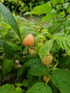 Although not as bright and easy to see as the red raspberries, these golden raspberry shrubs are filled with ripe fruits.