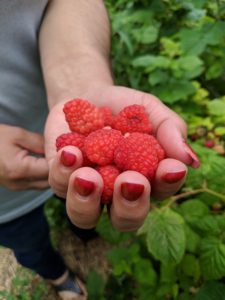 The taste of raspberries varies by cultivar and ranges from sweet to acidic. They are great for use in pies and tarts, and other desserts. They can also be used in cereals, ice-creams, juices, and herbal teas.