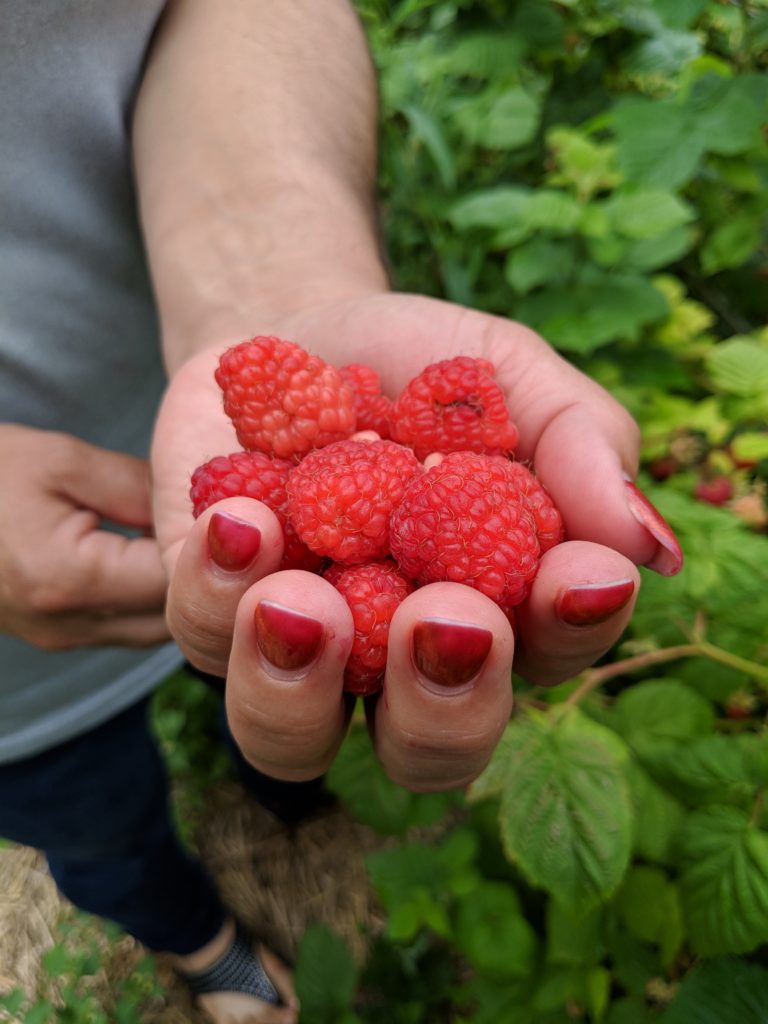 The Raspberries are Ready for Picking The Martha Stewart Blog