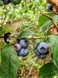 There are two types of blueberries, highbush and lowbush. Highbush blueberries are the types you commonly find at grocery stores and farmers markets. Lowbush blueberries are smaller, sweeter blueberries often used for making juices, jams, and baked goods.