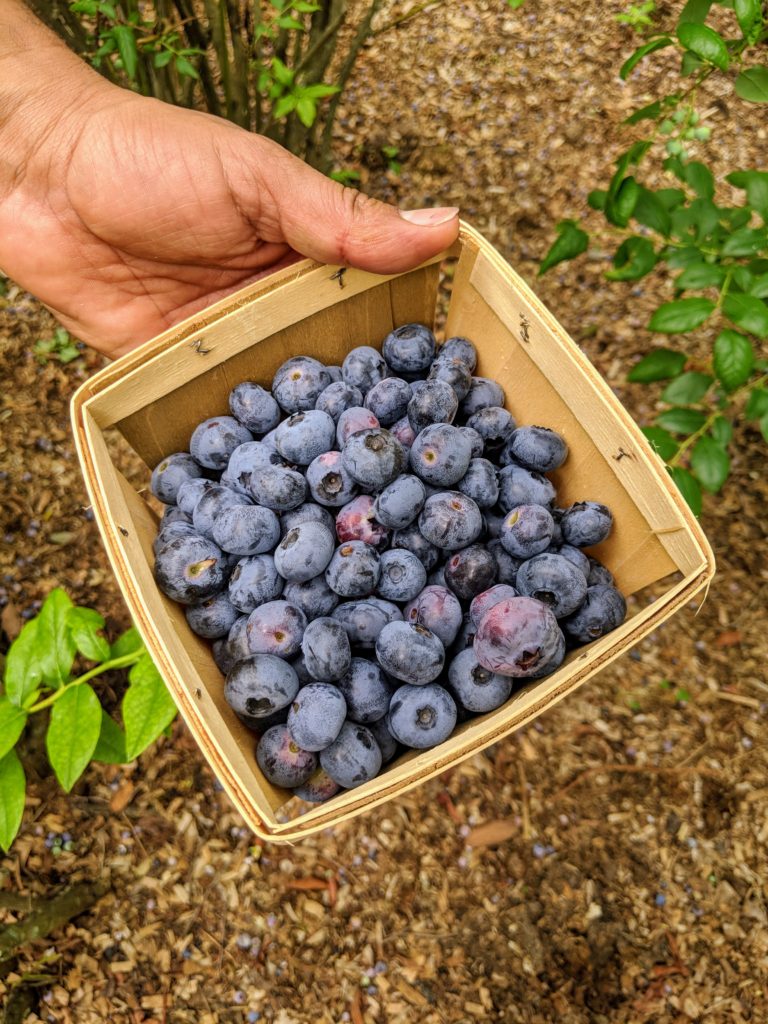 Picking Lots of Blueberries - The Martha Stewart Blog