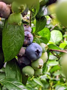 Blueberry bushes are resistant to most pests and diseases and can produce berries for up to 20-years.